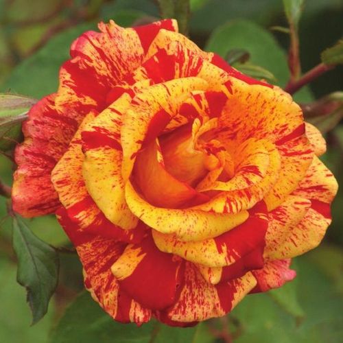 Rosen Online Gärtnerei - teehybriden-edelrosen - rot-gelb - Rosa Valentina™ - diskret duftend - PhenoGeno Roses - -
